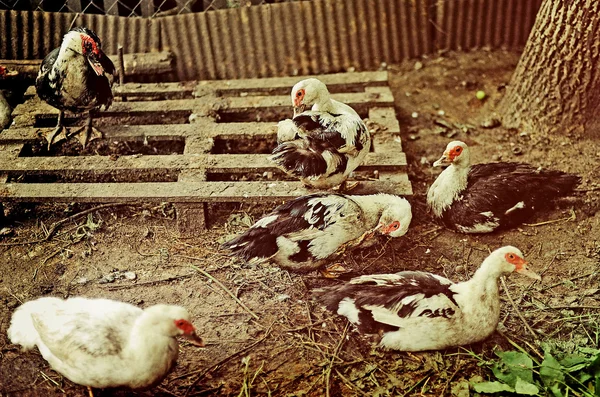 Sebuah peternakan bebek Stok Foto