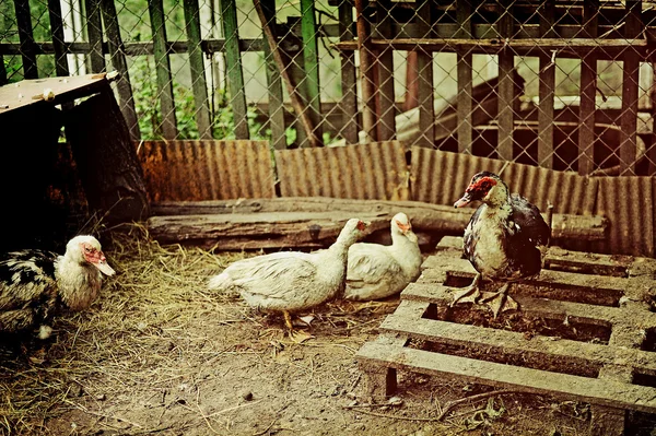 Sebuah peternakan bebek Stok Gambar Bebas Royalti