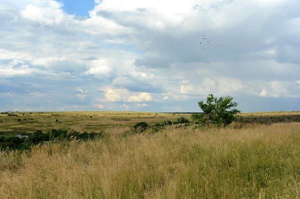 Don steppe, field and grass — Stock Photo, Image