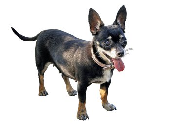 Chihuahua