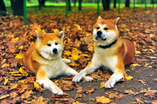 Psi Akita Inu — Stock fotografie