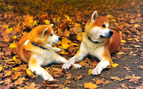 Cães do Akita Inu — Fotografia de Stock