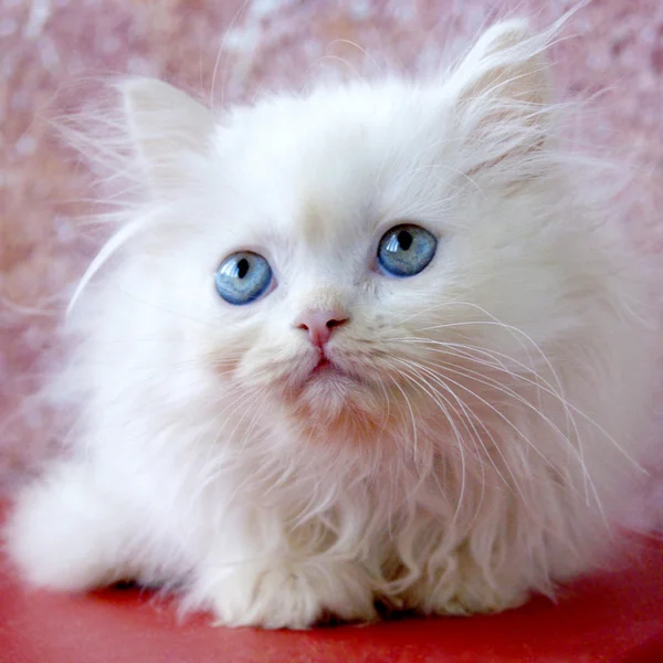 Gatinho branco persa — Fotografia de Stock