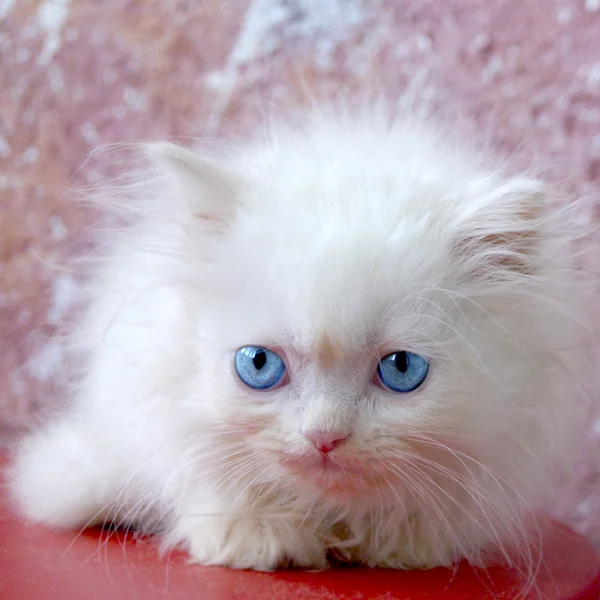 Белый персидский котёнок — стоковое фото
