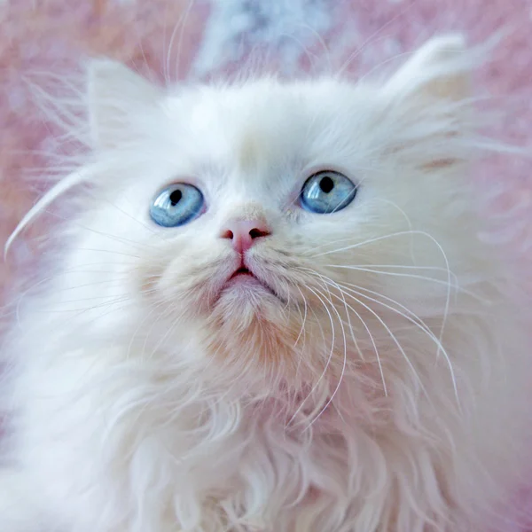 Fotos De Gato Persa De Ojos Azules De Stock Gato Persa De Ojos Azules Imagenes Libres De Derechos Depositphotos Fotos De Gato Persa De Ojos Azules De Stock Gato Persa De Ojos Azules Imagenes Libres De Derechos Depositphotos