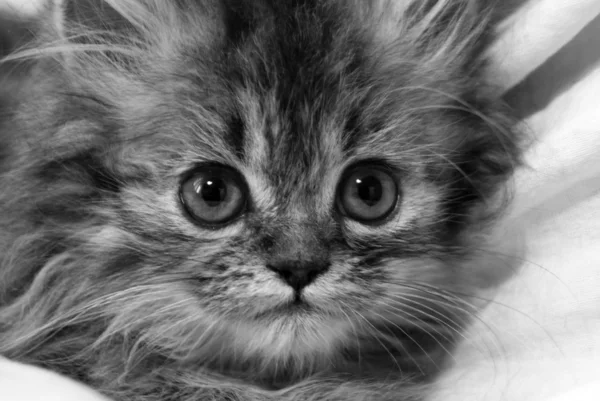 Little kitten, Persian kitten, lovely kitten, — Stock Photo, Image