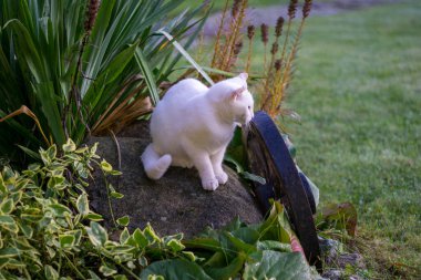 Bahçede oynayan beyaz bir kedi.