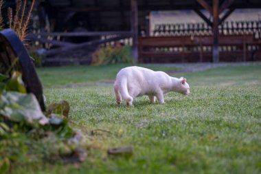 Bahçede oynayan beyaz bir kedi.