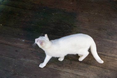 Bahçede oynayan beyaz bir kedi.