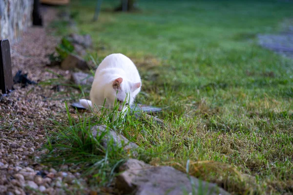 庭で遊ぶ白い猫 — ストック写真