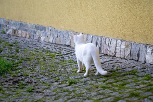 Bílá Kočka Hraje Zahradě — Stock fotografie