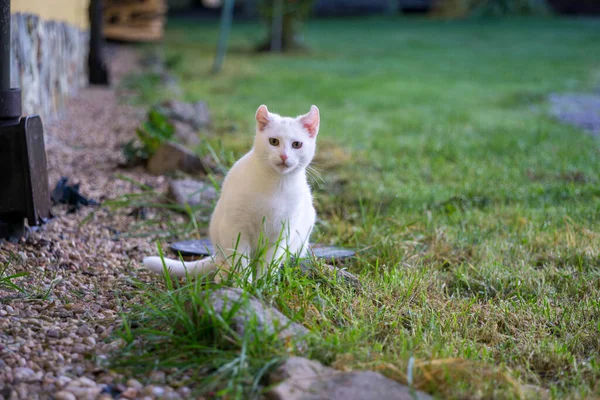 Gato Branco Brincando Jardim — Fotografia de Stock