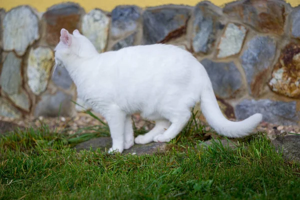 Een Witte Kat Die Tuin Speelt — Stockfoto