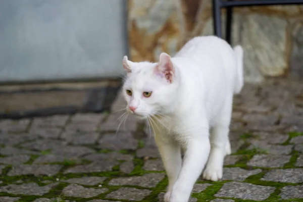 Chat Blanc Jouant Dans Jardin — Photo