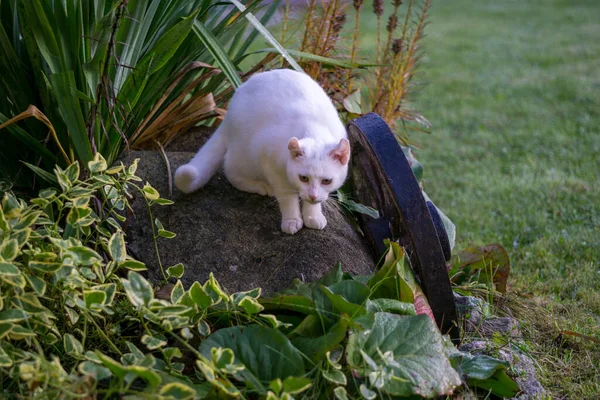 Vit Katt Leker Trädgården — Stockfoto