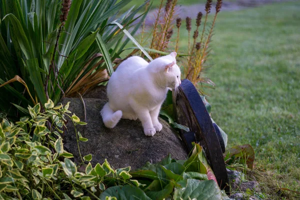 Eine Weiße Katze Spielt Garten — Stockfoto