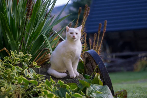 Chat Blanc Jouant Dans Jardin — Photo