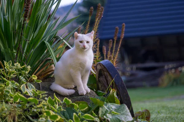 Chat Blanc Jouant Dans Jardin — Photo