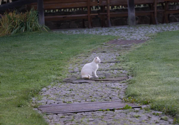 Chat Blanc Jouant Dans Jardin — Photo