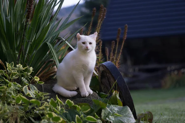 Chat Blanc Jouant Dans Jardin — Photo