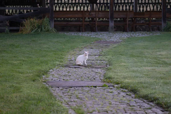 庭で遊ぶ白い猫 — ストック写真