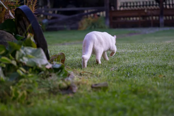 一只在花园里玩耍的白猫 — 图库照片