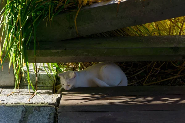 庭で遊ぶ白い猫 — ストック写真