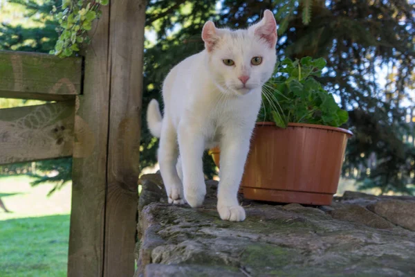 Gato Branco Brincando Jardim — Fotografia de Stock