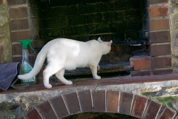 Eine Weiße Katze Spielt Garten — Stockfoto