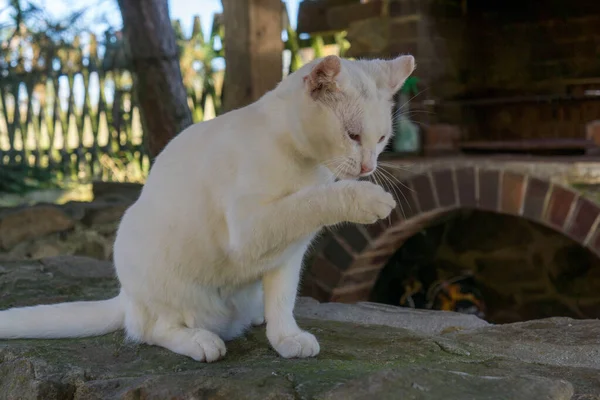 Chat Blanc Jouant Dans Jardin — Photo