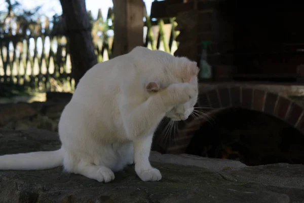Een Witte Kat Die Tuin Speelt — Stockfoto