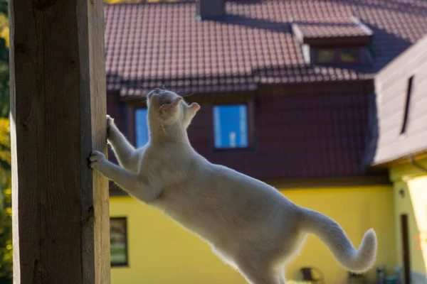 Eine Weiße Katze Spielt Garten — Stockfoto