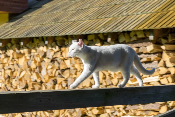 Μια Λευκή Γάτα Παίζει Στον Κήπο — Φωτογραφία Αρχείου