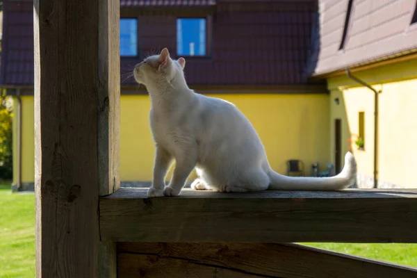 Gato Branco Brincando Jardim — Fotografia de Stock