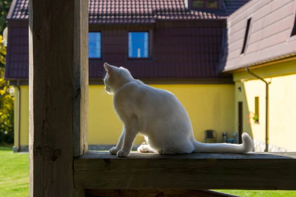 Bílá Kočka Hraje Zahradě — Stock fotografie