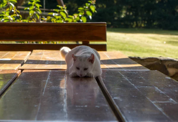 Chat Blanc Jouant Dans Jardin — Photo