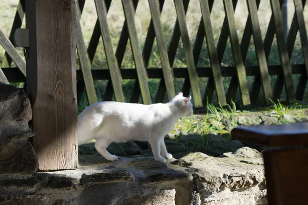 Gato Branco Brincando Jardim — Fotografia de Stock