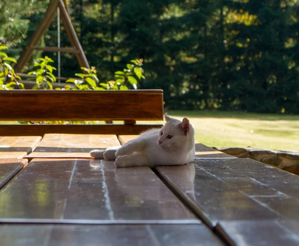 Biały Kot Bawiący Się Ogrodzie — Zdjęcie stockowe
