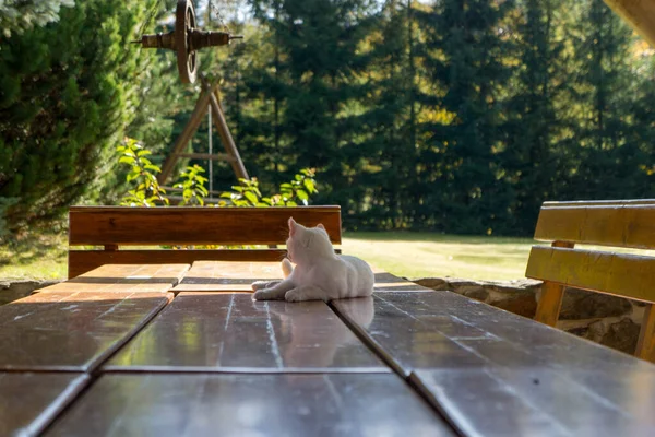Bílá Kočka Hraje Zahradě — Stock fotografie