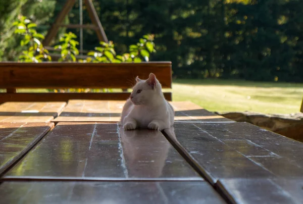 一只在花园里玩耍的白猫 — 图库照片