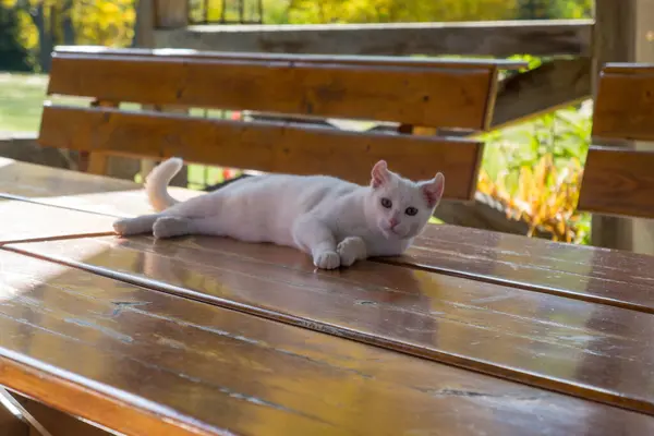 Chat Blanc Jouant Dans Jardin — Photo