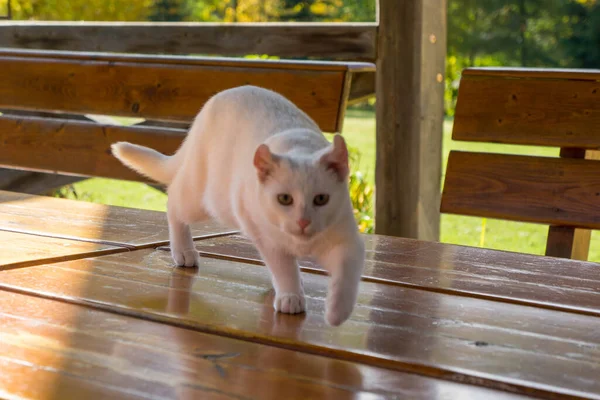 Chat Blanc Jouant Dans Jardin — Photo