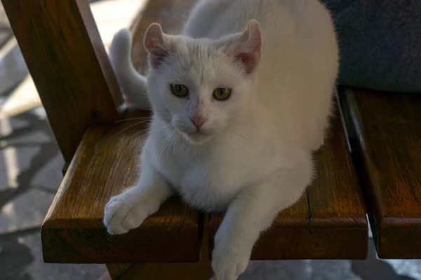 Gato Blanco Jugando Jardín — Foto de Stock