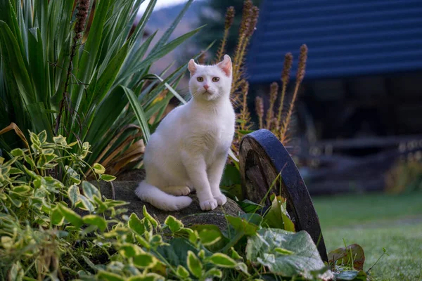 Bahçede Oynayan Beyaz Bir Kedi - Stok İmaj