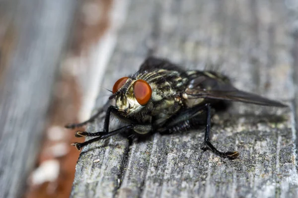 집파리가 매크로 닫습니다 Housefly Fly Suborder Cyclorrhapha Has Spread All — 스톡 사진