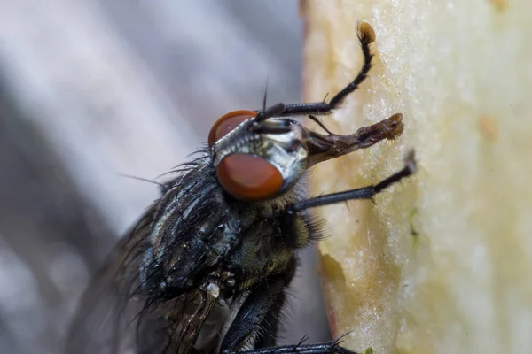 Mosca Doméstica Acercó Disparo Macro Mosca Doméstica Una Mosca Del — Foto de Stock