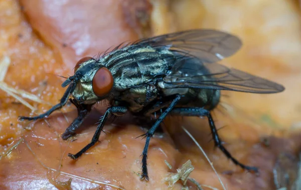 Housefly Ferme Macro Shot Mouche Domestique Est Une Mouche Sous — Photo