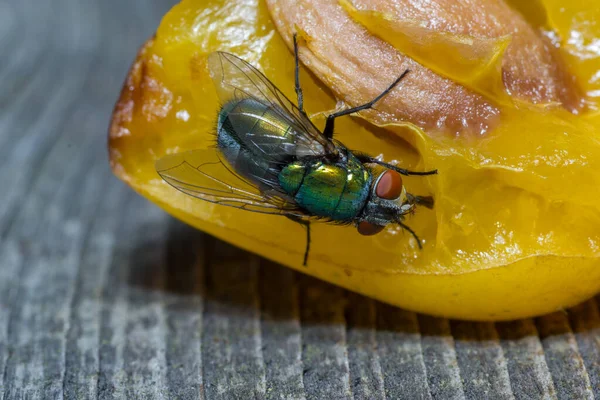 Mosca Doméstica Acercó Disparo Macro Mosca Doméstica Una Mosca Del — Foto de Stock