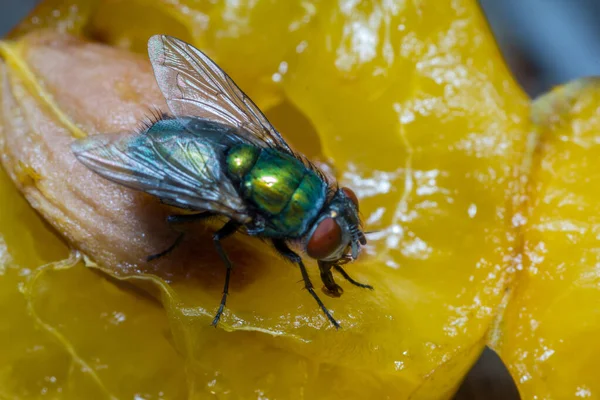 Mosca Doméstica Acercó Disparo Macro Mosca Doméstica Una Mosca Del — Foto de Stock