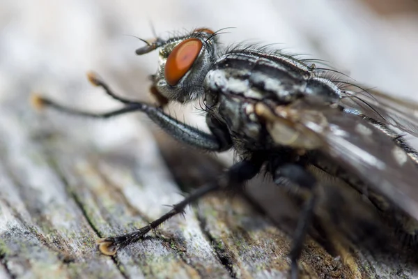 Sinek Makro Yakın Çekim Kelebek Cyclorrhapha Alt Sınırının Bir Sineğidir Stok Resim